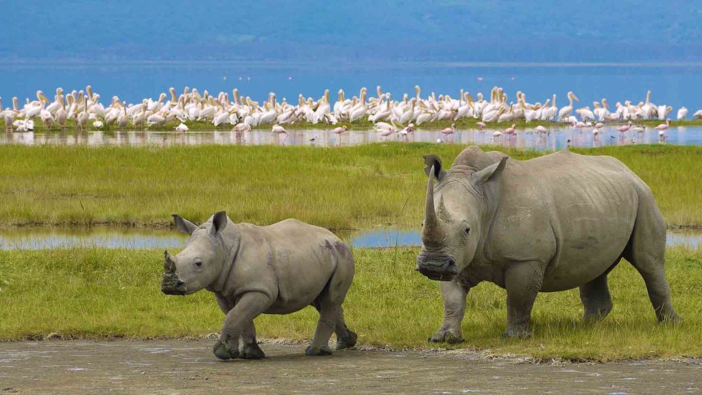 Tanzania Northern Safari